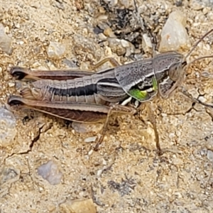 Praxibulus sp. (genus) at Paddys River, ACT - 20 Mar 2023