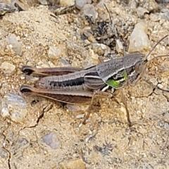 Praxibulus sp. (genus) at Paddys River, ACT - 20 Mar 2023