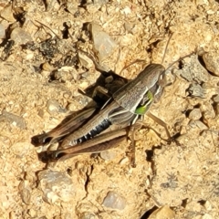 Praxibulus sp. (genus) at Paddys River, ACT - 20 Mar 2023