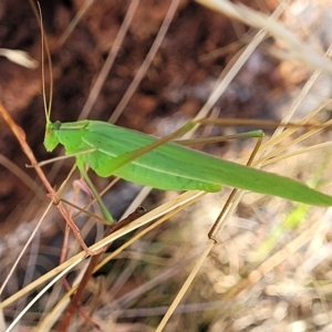 Polichne parvicauda at Paddys River, ACT - 20 Mar 2023