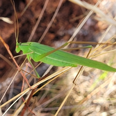 Polichne parvicauda (Short-tailed Polichne) at Paddys River, ACT - 20 Mar 2023 by trevorpreston