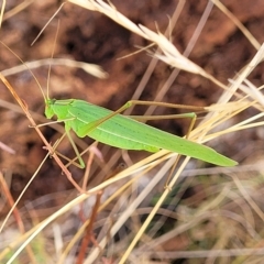 Polichne parvicauda at Paddys River, ACT - 20 Mar 2023