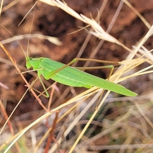 Polichne parvicauda at Paddys River, ACT - 20 Mar 2023