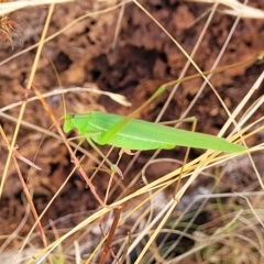 Polichne parvicauda at Paddys River, ACT - 20 Mar 2023