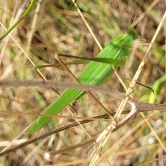 Polichne parvicauda at Paddys River, ACT - 20 Mar 2023