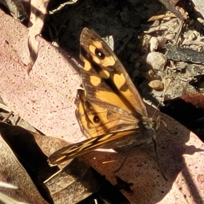 Geitoneura klugii (Marbled Xenica) at Paddys River, ACT - 19 Mar 2023 by trevorpreston