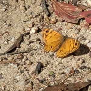 Geitoneura acantha at Paddys River, ACT - 20 Mar 2023 10:56 AM