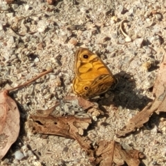 Geitoneura acantha at Paddys River, ACT - 20 Mar 2023