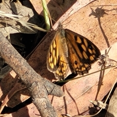 Geitoneura klugii (Marbled Xenica) at Paddys River, ACT - 20 Mar 2023 by trevorpreston