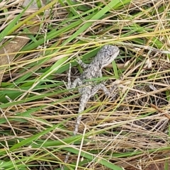 Amphibolurus muricatus (Jacky Lizard) at Tidbinbilla Nature Reserve - 19 Mar 2023 by trevorpreston