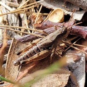 Phaulacridium vittatum at Paddys River, ACT - 20 Mar 2023