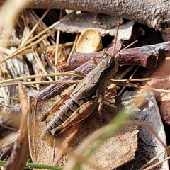 Phaulacridium vittatum at Paddys River, ACT - 20 Mar 2023 10:39 AM