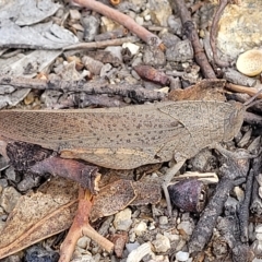 Goniaea australasiae (Gumleaf grasshopper) at Paddys River, ACT - 20 Mar 2023 by trevorpreston