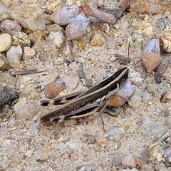 Macrotona australis (Common Macrotona Grasshopper) at Paddys River, ACT - 19 Mar 2023 by trevorpreston