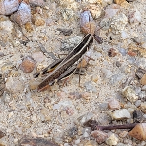 Macrotona australis at Paddys River, ACT - 20 Mar 2023 10:38 AM