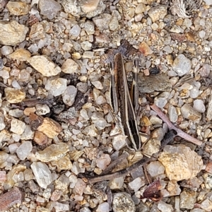 Macrotona australis at Paddys River, ACT - 20 Mar 2023 10:38 AM