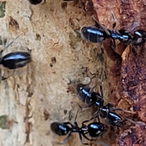 Anonychomyrma sp. (genus) at Paddys River, ACT - 20 Mar 2023