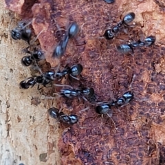 Anonychomyrma sp. (genus) at Paddys River, ACT - 20 Mar 2023 10:28 AM