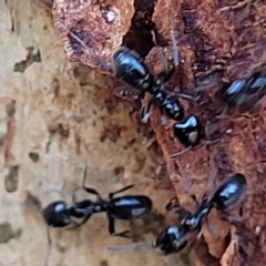 Anonychomyrma sp. (genus) at Paddys River, ACT - 20 Mar 2023 10:28 AM