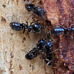 Anonychomyrma sp. (genus) at Paddys River, ACT - 20 Mar 2023