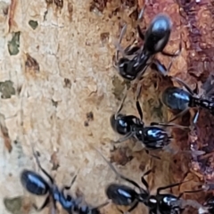 Anonychomyrma sp. (genus) at Paddys River, ACT - 20 Mar 2023