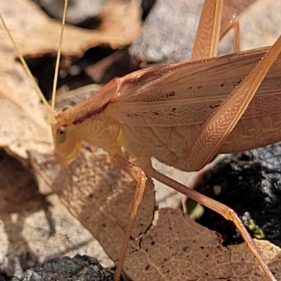 Polichne parvicauda (Short-tailed Polichne) at Paddys River, ACT - 19 Mar 2023 by trevorpreston