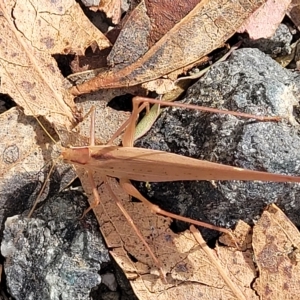 Polichne parvicauda at Paddys River, ACT - 20 Mar 2023