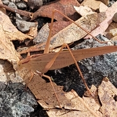 Polichne parvicauda at Paddys River, ACT - 20 Mar 2023 10:22 AM