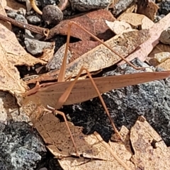 Polichne parvicauda at Paddys River, ACT - 20 Mar 2023