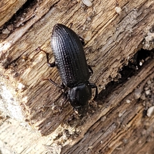 Zophophilus sp. (genus) at Paddys River, ACT - 20 Mar 2023 10:17 AM