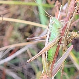 Conocephalus semivittatus at Paddys River, ACT - 20 Mar 2023 10:05 AM