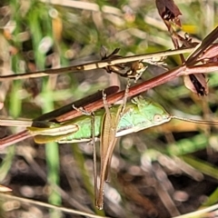 Conocephalus semivittatus at Paddys River, ACT - 20 Mar 2023 10:05 AM