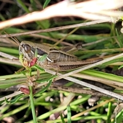 Praxibulus sp. (genus) (A grasshopper) at Paddys River, ACT - 19 Mar 2023 by trevorpreston