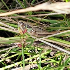 Praxibulus sp. (genus) at Paddys River, ACT - 20 Mar 2023