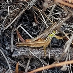 Praxibulus sp. (genus) (A grasshopper) at Paddys River, ACT - 20 Mar 2023 by trevorpreston