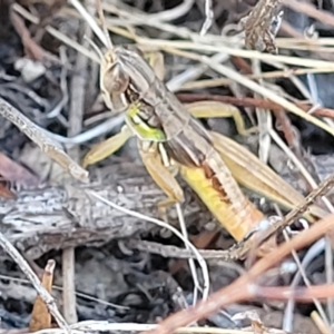 Praxibulus sp. (genus) at Paddys River, ACT - 20 Mar 2023