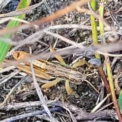 Praxibulus sp. (genus) at Paddys River, ACT - 20 Mar 2023