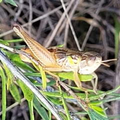 Praxibulus sp. (genus) at Paddys River, ACT - 20 Mar 2023