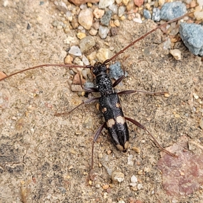 Phoracantha punctata (Longhorn beetle) at Holt, ACT - 19 Mar 2023 by trevorpreston