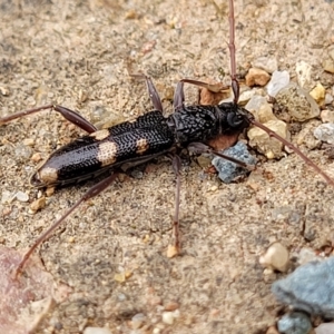 Phoracantha punctata at Holt, ACT - 20 Mar 2023