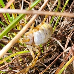 Argiope trifasciata (Banded orb weaver) at Gundaroo, NSW - 13 Mar 2023 by Gunyijan