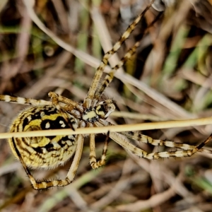 Argiope trifasciata at Gundaroo, NSW - 14 Mar 2023