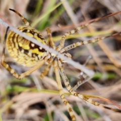 Argiope trifasciata at Gundaroo, NSW - 14 Mar 2023