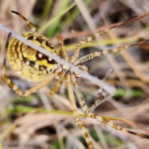 Argiope trifasciata at Gundaroo, NSW - 14 Mar 2023