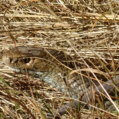 Pseudonaja textilis (Eastern Brown Snake) at Gundaroo, NSW - 18 Mar 2023 by Gunyijan