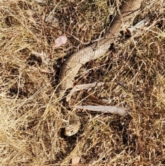 Pseudonaja textilis at Gundaroo, NSW - 19 Mar 2023