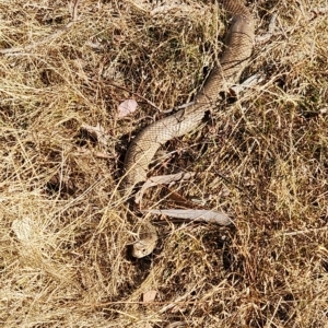 Pseudonaja textilis at Gundaroo, NSW - 19 Mar 2023