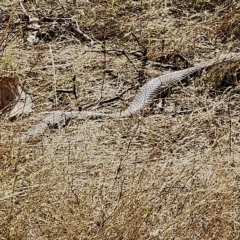 Pseudonaja textilis at Gundaroo, NSW - 19 Mar 2023 09:41 AM