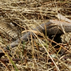 Pseudonaja textilis at Gundaroo, NSW - 19 Mar 2023