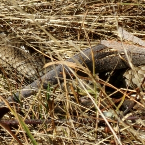 Pseudonaja textilis at Gundaroo, NSW - 19 Mar 2023 09:41 AM